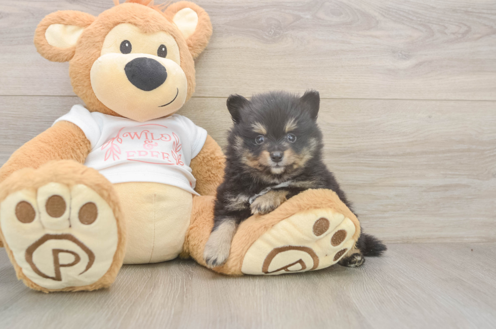 5 week old Pomeranian Puppy For Sale - Lone Star Pups