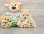 7 week old Pomeranian Puppy For Sale - Lone Star Pups