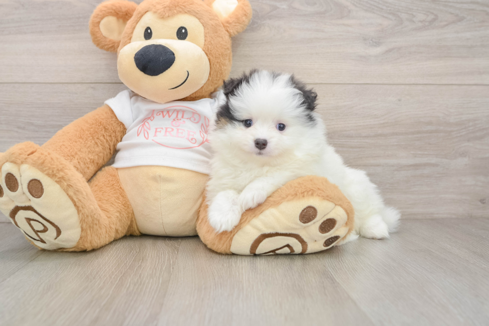 Pomeranian Puppy for Adoption