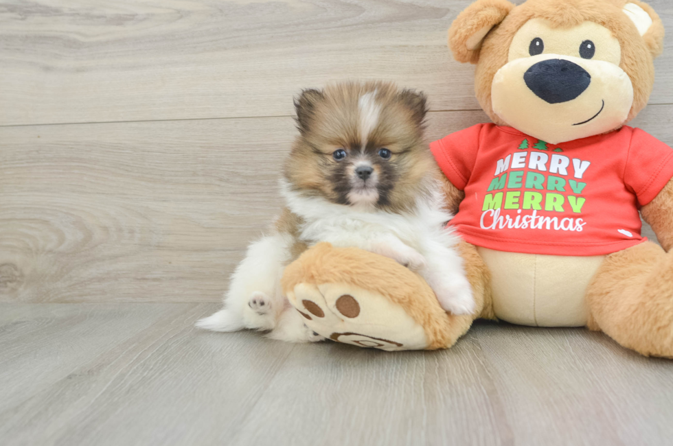 5 week old Pomeranian Puppy For Sale - Lone Star Pups