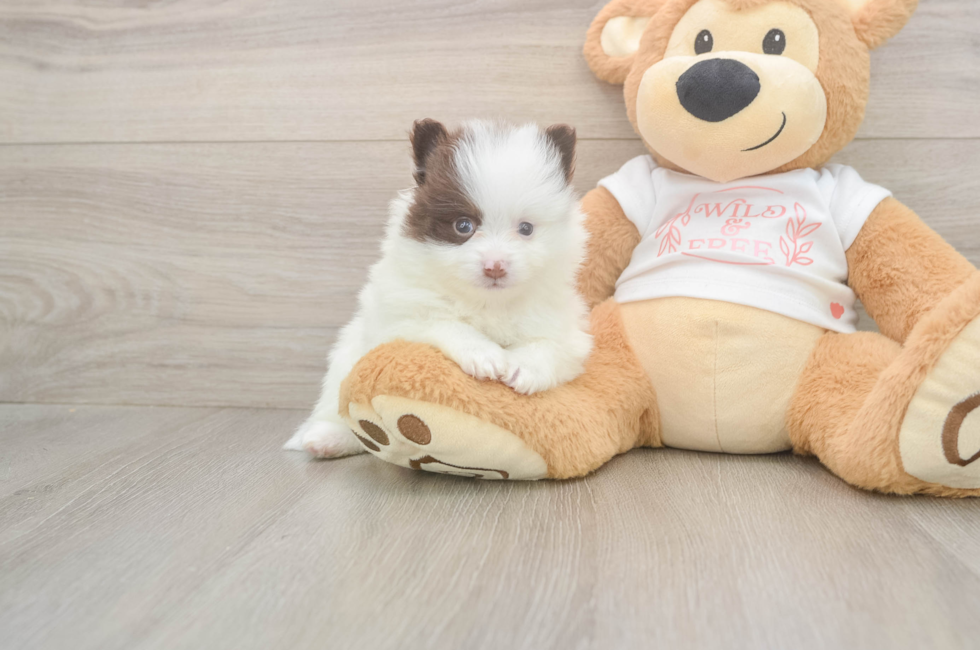 5 week old Pomeranian Puppy For Sale - Lone Star Pups