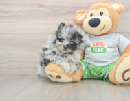 8 week old Pomeranian Puppy For Sale - Lone Star Pups