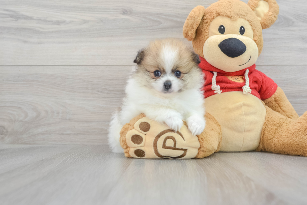 Sweet Pomeranian Purebred Puppy