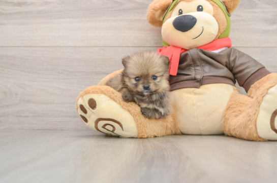 Best Pomeranian Baby