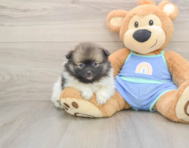 8 week old Pomeranian Puppy For Sale - Lone Star Pups