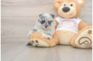 Best Pomeranian Baby