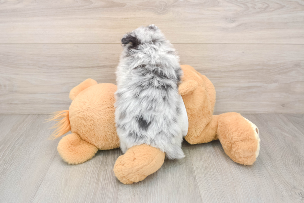 Pomeranian Pup Being Cute