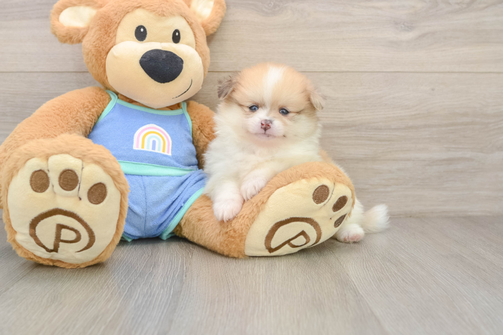 Pomeranian Pup Being Cute