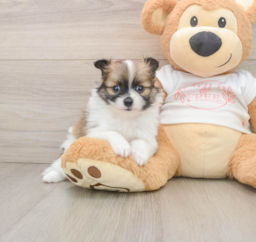 8 week old Pomeranian Puppy For Sale - Lone Star Pups