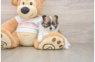 Popular Pomeranian Purebred Pup