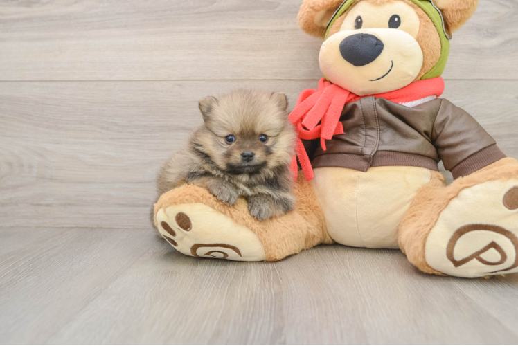 Little Pomeranian Baby