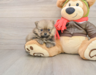 8 week old Pomeranian Puppy For Sale - Lone Star Pups