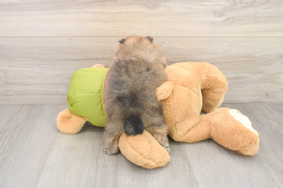Hypoallergenic Pomeranian Baby