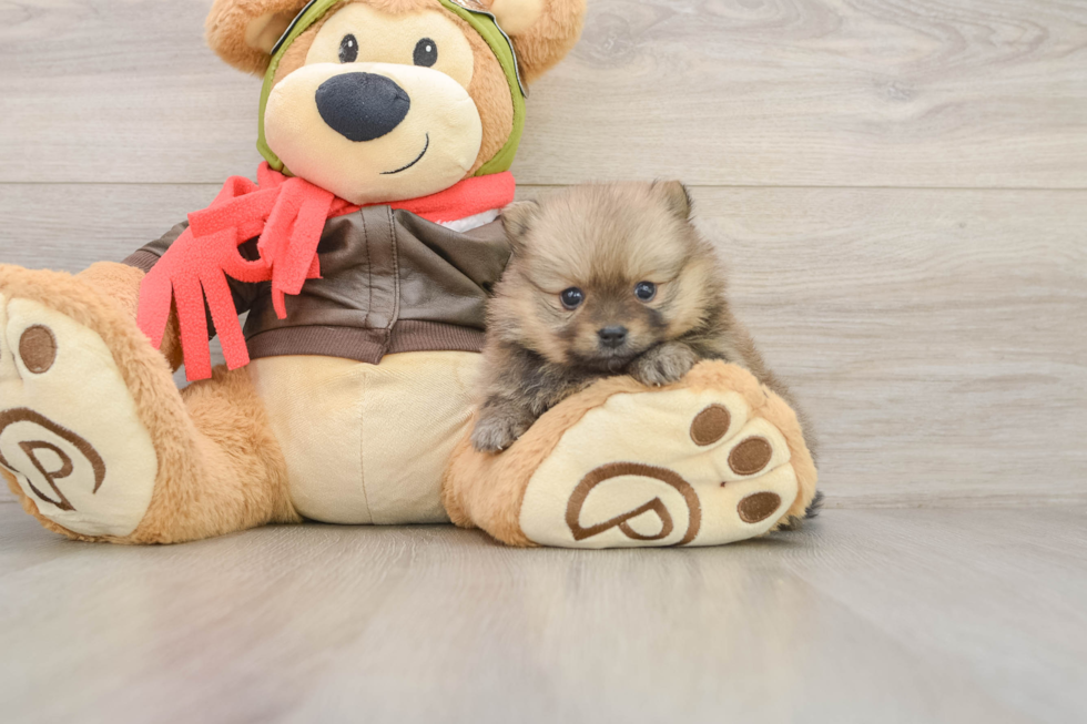 Popular Pomeranian Purebred Pup