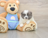 8 week old Pomeranian Puppy For Sale - Lone Star Pups