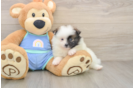Best Pomeranian Baby