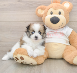 8 week old Pomeranian Puppy For Sale - Lone Star Pups