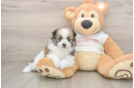 Adorable Deutscher Spitz Purebred Puppy