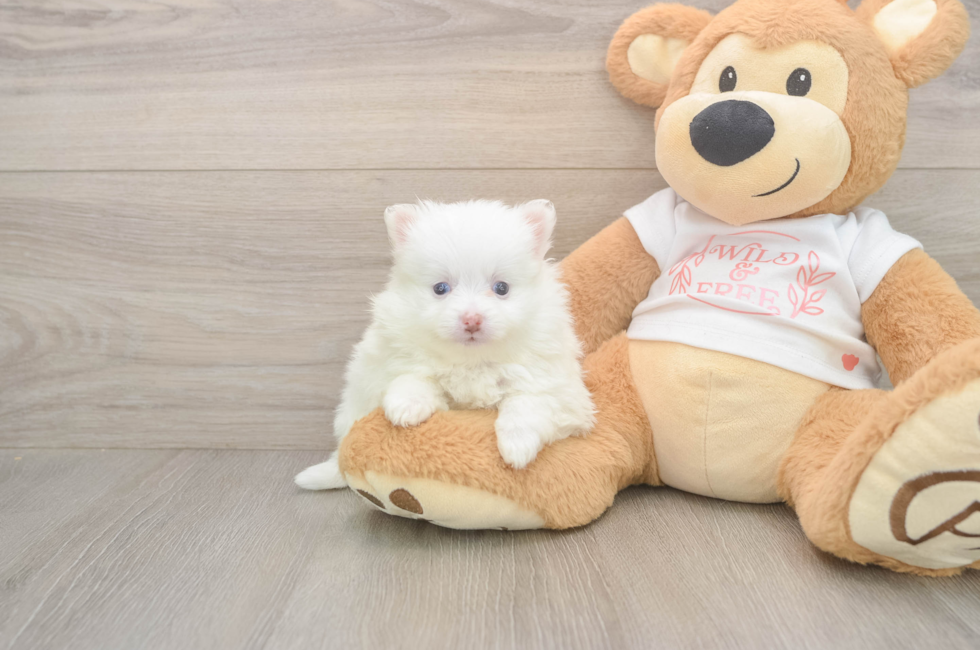 5 week old Pomeranian Puppy For Sale - Lone Star Pups
