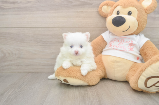 5 week old Pomeranian Puppy For Sale - Lone Star Pups Adorable Loulou Purebred Puppy