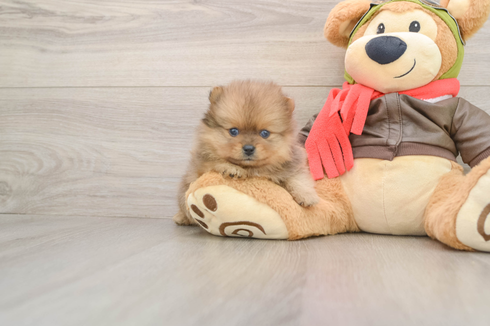 Pomeranian Puppy for Adoption