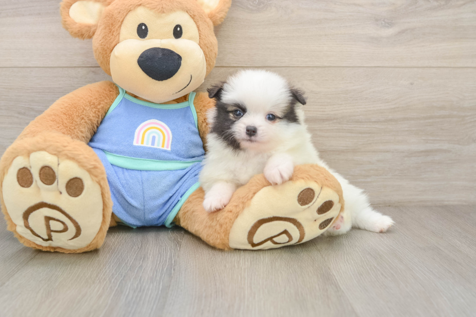 Fluffy Dwarf Spitz Purebred Puppy