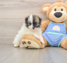8 week old Pomeranian Puppy For Sale - Lone Star Pups