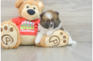 Pomeranian Puppy for Adoption