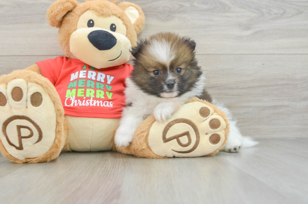 5 week old Pomeranian Puppy For Sale - Lone Star Pups