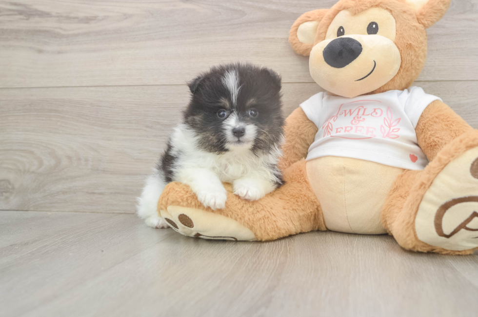 5 week old Pomeranian Puppy For Sale - Lone Star Pups