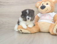 6 week old Pomeranian Puppy For Sale - Lone Star Pups 6 week old Pomeranian Puppy For Sale - Lone Star Pups