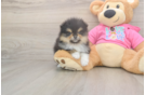 Best Pomeranian Baby