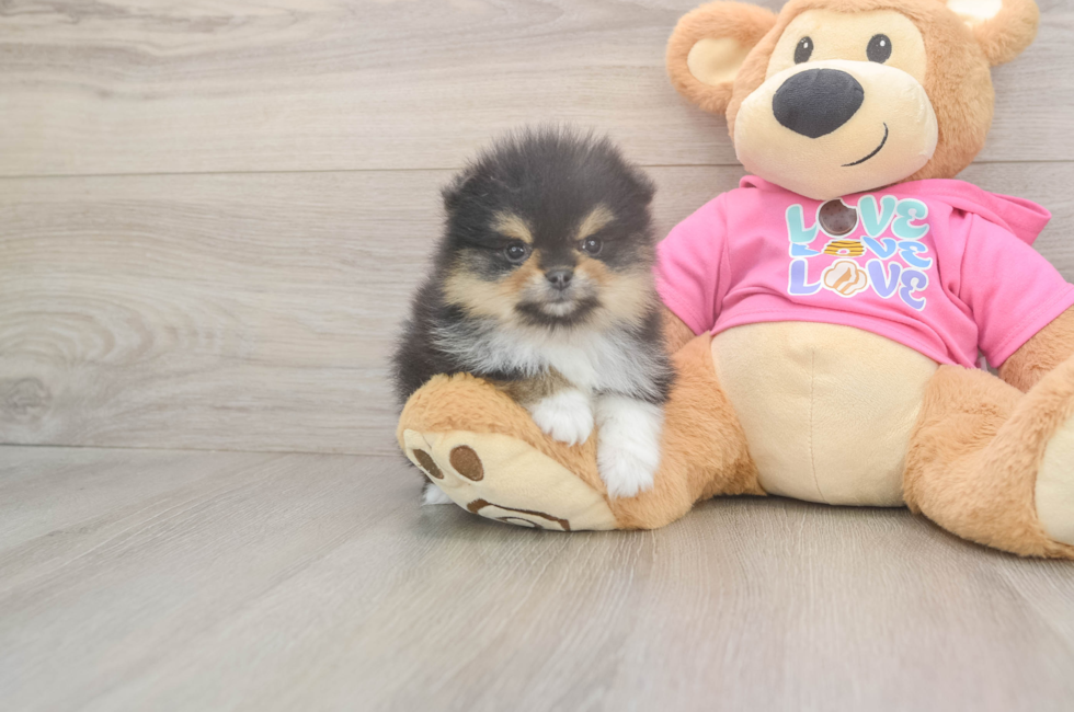 5 week old Pomeranian Puppy For Sale - Lone Star Pups