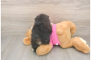 Best Pomeranian Baby
