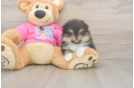 Akc Registered Pomeranian Baby