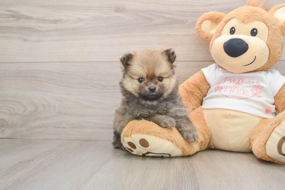 Energetic Pom Purebred Puppy