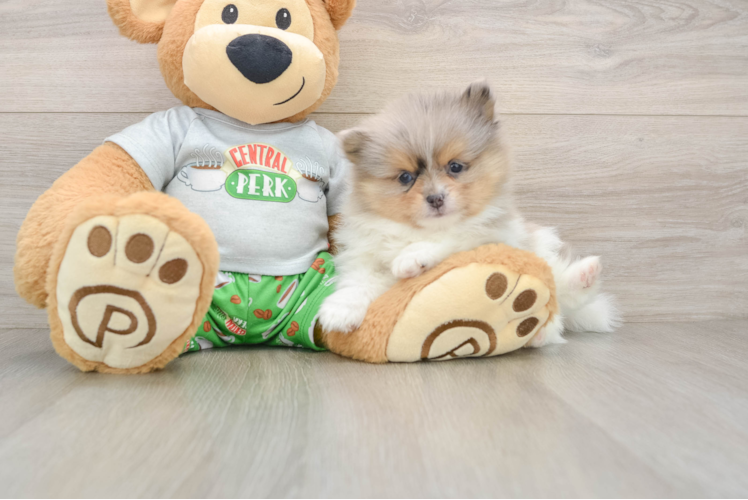 Cute Dwarf Spitz Purebred Puppy