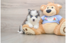 Best Pomsky Baby