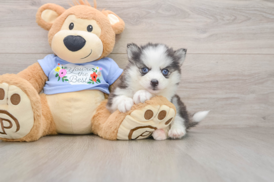 Best Pomsky Baby