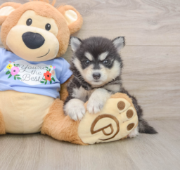 7 week old Pomsky Puppy For Sale - Lone Star Pups
