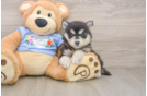 Pomsky Puppy for Adoption