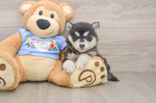 Pomsky Puppy for Adoption