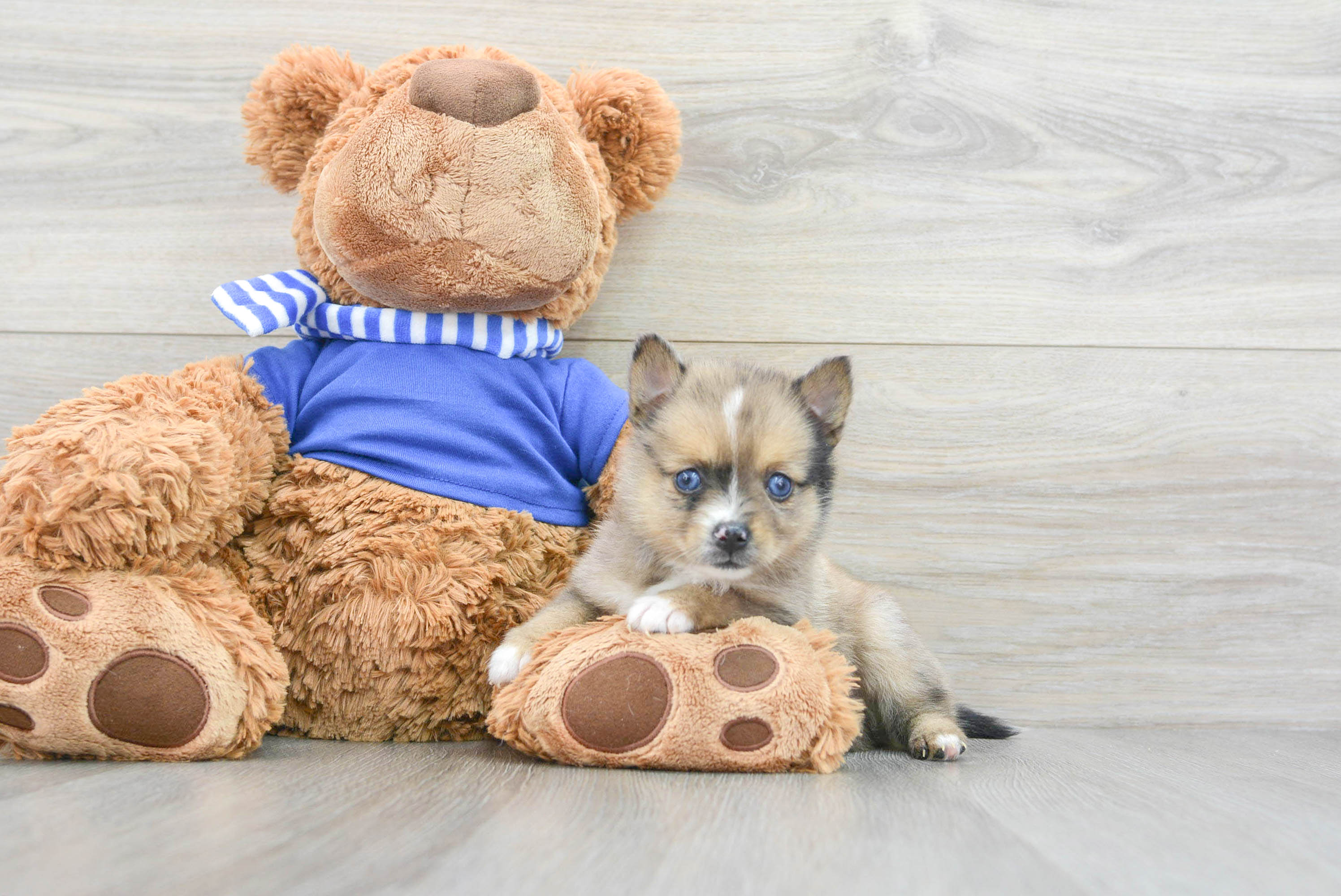 Smart Pomsky Designer Pup