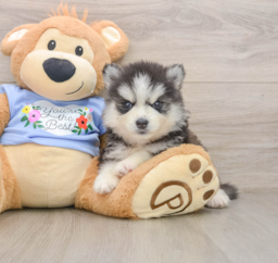 7 week old Pomsky Puppy For Sale - Lone Star Pups