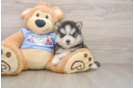 Cute Pomsky Baby