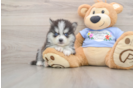 Smart Pomsky Designer Pup