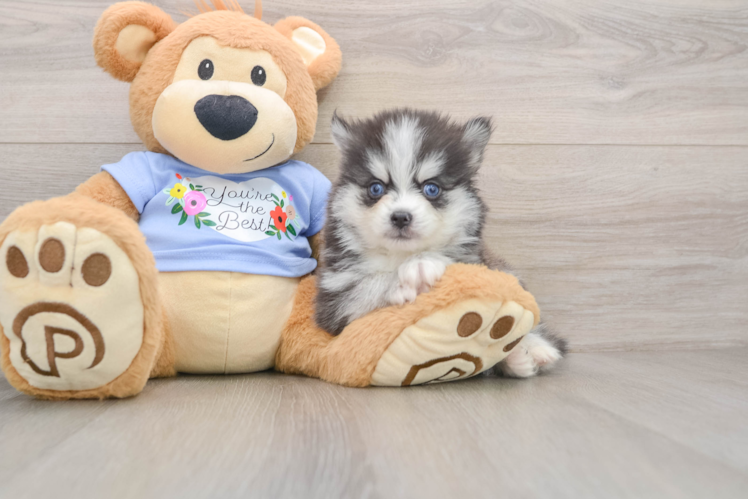 Pomsky Pup Being Cute