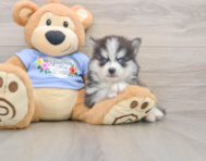 7 week old Pomsky Puppy For Sale - Lone Star Pups