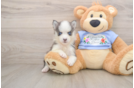 Little Husky and Pomeranian Mix Designer Puppy