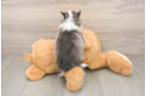 Pomsky Pup Being Cute